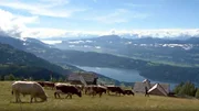 Kühe auf Franz Glabischnigs Alexanderalm. Kühe auf Franz Glabischnigs Alexanderalm.
