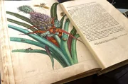 Die "Metamorphosis insectorum surinamensium" von Maria Sibylla Merian hat die botanische Wissenschaft revolutioniert.