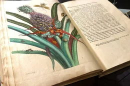 Die "Metamorphosis insectorum surinamensium" von Maria Sibylla Merian hat die botanische Wissenschaft revolutioniert.