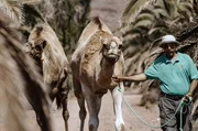Das endemische Kanarenkamel ist auf dem Weg zum Meer. Das endemische Kanarenkamel ist auf dem Weg zum Meer.