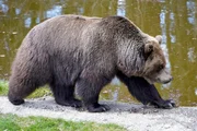 B&auml;r.