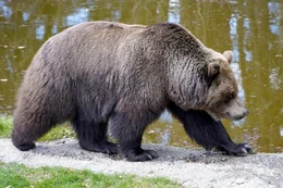 B&auml;r.