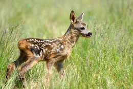 WDR Fernsehen ABENTEUER ERDE, "Wildes Oldenburger Land ", am Dienstag (20.08.13) um 20:15 Uhr. Ein wenige Tage altes Rehkitz.