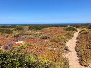 Mittags Blumen, eine invasive Art aus Südafrika. Die befestigt den Sand und ist an der gesamten Süd West Küste Portugals zu finden. Mittags Blumen, eine invasive Art aus Südafrika. Die befestigt den Sand und ist an der gesamten Süd West Küste Portugals zu finden.