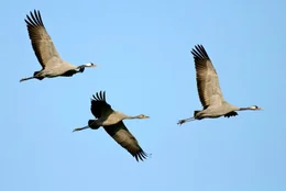 Kraniche sind Dauerg&auml;ste im Oldenburger Land w&auml;hrend der Zugzeit im Fr&uuml;hjahr und Herbst. Seit einiger Zeit br&uuml;ten sie auch wieder in den Mooren.
