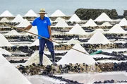Jose Medina sch&ouml;pft Salzblumen auf Lanzarote.