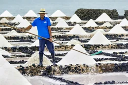 Jose Medina sch&ouml;pft Salzblumen auf Lanzarote.