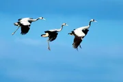 Eine Kranichfamilie setzt zur Landung an. Der Jungvogel bleibt beh&uuml;tet in der Mitte. W&auml;hrend des Herbstzuges sind die Familien oft noch zusammen.