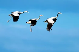 Eine Kranichfamilie setzt zur Landung an. Der Jungvogel bleibt beh&uuml;tet in der Mitte. W&auml;hrend des Herbstzuges sind die Familien oft noch zusammen.