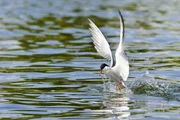 Flussseeschwalben br&uuml;ten in gro&szlig;er Zahl am Banter See in Wilhelmshaven. Dort kann man sie am Jadebusen beim Fischen beobachten.