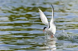 Flussseeschwalben br&uuml;ten in gro&szlig;er Zahl am Banter See in Wilhelmshaven. Dort kann man sie am Jadebusen beim Fischen beobachten.