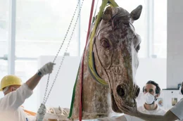 Nach ihrem langen Dornr&ouml;schenschlaf wird die Gips-Quadriga geborgen: Es ist die Kopie aus den Kriegstagen, nach der die heutige Quadriga geformt wurde.