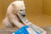 Eisb&auml;rbaby Lale lernt dazu.