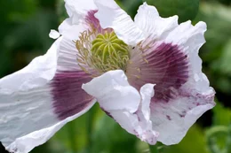 Mohnbl&uuml;te.