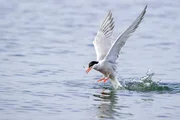 Flussseeschwalben sind geschickte Sto&szlig;taucher. Ihre Beute sind Fische.