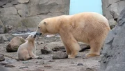 Eisb&auml;rbaby mit Mutter Valeska auf der Freianlage im Zoo am Meer Bremerhaven