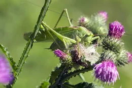 Natur im Waldviertel.