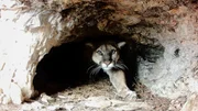 Sehr selten zu sehen: Puma in den Rocky Mountains