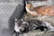 Endlich zusammen: Karakal Kater und Main Coon Katze durften eine nicht standesgemäße bzw. artgerechte Verbindung eingehen und von nun ab zusammen wohnen. Endlich zusammen: Karakal Kater und Main Coon Katze durften eine nicht standesgemäße bzw. artgerechte Verbindung eingehen und von nun ab zusammen wohnen.
