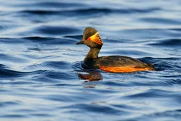 Der Schwarzhalstaucher ist einer der ersten Farbtupfer im Fr&uuml;hlingsmoor. Die nur faustgro&szlig;en Taucher br&uuml;ten auf Schwimmnestern.