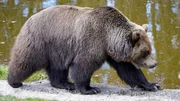 B&auml;r.