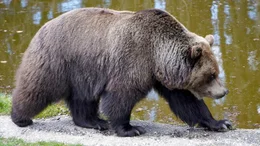 B&auml;r.