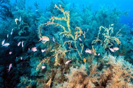 Die schwarze Koralle w&auml;chst nur 30 Meter vor der Kueste von La Graciosa.