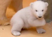 ARD/RB SEEHUND, PUMA & CO FOLGE 182, Eisb&auml;rbaby Lale