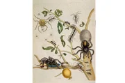 Eine der Spinnenzeichnungen von Maria Sibylla Merian aus der Zeit in Suriname. In ihrem Werk "Metamorphosis insectorum surinamensium" hat sie die Lebenszyklen von Insekten und Spinnen dargestellt und ihre Artenvielfalt dokumentiert.