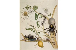Eine der Spinnenzeichnungen von Maria Sibylla Merian aus der Zeit in Suriname. In ihrem Werk "Metamorphosis insectorum surinamensium" hat sie die Lebenszyklen von Insekten und Spinnen dargestellt und ihre Artenvielfalt dokumentiert.