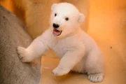 Eisb&auml;rbaby Lale.