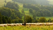 Shepherd, sheeps Shepherd, sheeps