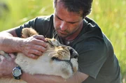 Kevin Richardson krault eine seiner Löwinen. Kevin Richardson krault eine seiner Löwinen.