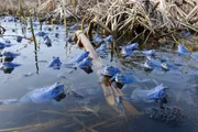 Moorfr&ouml;sche sind in den Feuchtgebieten Mitteleuropas h&auml;ufig: oft kommen sie zur Balzzeit zu Hunderten in Flachwasserbereichen zusammen, um dort zu balzen.