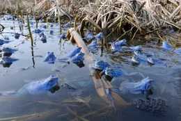 Moorfr&ouml;sche sind in den Feuchtgebieten Mitteleuropas h&auml;ufig: oft kommen sie zur Balzzeit zu Hunderten in Flachwasserbereichen zusammen, um dort zu balzen.