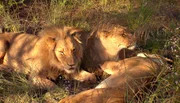 Die L&ouml;wen Angie, Shilo und Zee sind gef&auml;hrliche Raubtiere, aber auch durch und durch Schmusekatze, wenn Pfleger Frikkie ins Gehege tritt. Er hat das Trio aufgezogen und wird innig geliebt.