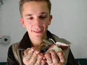 Eric Mayer mit einem schlüpfenden Krokodilbaby Eric Mayer mit einem schlüpfenden Krokodilbaby