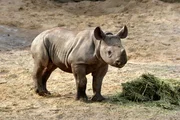 Der sieben Wochen alte Spitzmaulnashornbulle Kigoma ist Maburis erstes Kind und ihr ganzer Stolz. Der sieben Wochen alte Spitzmaulnashornbulle Kigoma ist Maburis erstes Kind und ihr ganzer Stolz.