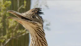 Ein Wegekuckuck beim Einchecken ins Kaktushotel