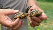 ARD/SWR DAS WAISENHAUS F&Uuml;R WILDE TIERE FOLGE 98, "Abenteuer Afrika", am Donnerstag um 16:10 Uhr im ERSTEN. Alfred Schleicher entl&auml;sst Pantherschildkr&ouml;ten in die Freiheit.