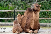 Im Kamelhaus gibt es einen Neuzugang: 4 Wochen alt mit dem klangvollen Namen "Samina", ein Dromedarmädchen. Immer an ihrer Seite Mutter Arabella. Im Kamelhaus gibt es einen Neuzugang: 4 Wochen alt mit dem klangvollen Namen "Samina", ein Dromedarmädchen. Immer an ihrer Seite Mutter Arabella.