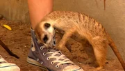 Das Gehege der Erdm&auml;nnchen H&auml;nsel und Gretel muss sauber gemacht werden. Die possierlichen Tiere haben jedoch ganz anderes im Sinn: Sie gehen zur Spielattacke auf Volont&auml;rin Johanna.
