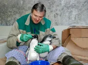 Gerhard Popp bereitet seine Pinguine auf den Ernst des Lebens vor. Gerhard Popp bereitet seine Pinguine auf den Ernst des Lebens vor.