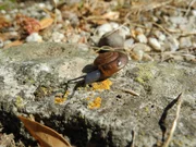 Die Knoblauchschnecke lebt nur auf dieser winzigen Insel.