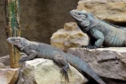 Ganz friedlich zeigen sich die Nashornleguane im Aquarium, die ihren Namen den Höckern auf der Nase verdanken. Über die Jahre sind sie in den Händen ihrer Pfleger ganz zutraulich geworden. Kuscheln und Streicheln. Das hätte man nicht bei diesen Echsen erwartet. Ganz friedlich zeigen sich die Nashornleguane im Aquarium, die ihren Namen den Höckern auf der Nase verdanken. Über die Jahre sind sie in den Händen ihrer Pfleger ganz zutraulich geworden. Kuscheln und Streicheln. Das hätte man nicht bei diesen Echsen erwartet.