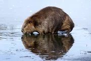 Biber auf Nahrungssuche im Winter, Wyoming, USA