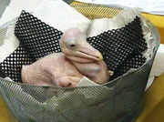 Als Rudi (Foto), das Pelikanbaby aus dem Ei schl&uuml;pft, entspricht es nicht gerade dem klassichen Baby-Sch&ouml;nheitsideal. Doch Tierpfleger Ronald Richter p&auml;ppelt das nackte B&uuml;ndel mit uners&auml;ttlicher Liebe und Begeisterung auf.