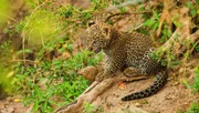 Leopardenjungen werden in den ersten Wochen gut versteckt und manchmal tagelang allein gelassen, wenn die Mutter auf Jagd ist.