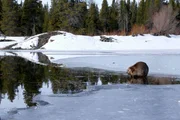 Biber im Winter, im Hintergrund die Biberburg, Wyoming, USA