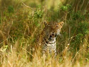 Im Busch- oder Grasland sind Leoparden kaum zu entdecken.